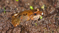 Madagascar: Discovery of 20 New Frog Species