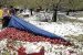 Global Report on Food Crises 2023