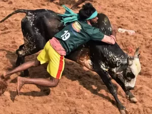 Jallikattu celebrations begin in Madurai