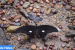 Noble’s Helen: New Swallowtail Butterfly from Arunachal Pradesh