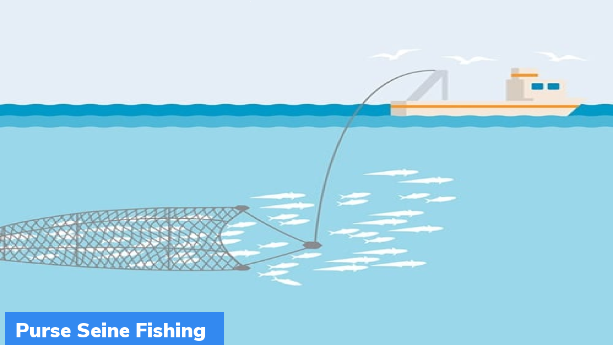Purse Seine Fishing GKToday