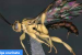 Soliga ecarinata: New Wasp named after Soliga Community