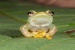 Ukaguru Spiny-throated reed frog: New Silent frog species