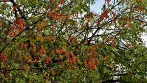 Fungal Attack in Neem Trees