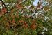UN Biodiversity Advocates for Fungi Recognition Through “FUNGA” Campaign