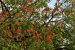 Fungal Attack in Neem Trees