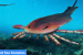 Hibbertopterus lamsdelli: New species of Giant Sea Scorpion