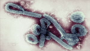 Marburg Disease Outbreak