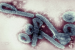 Marburg Disease Outbreak
