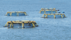 CMFRI identifies sites for sea cage farming