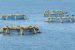 CMFRI identifies sites for sea cage farming