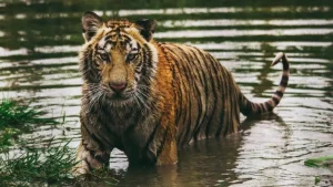 राजस्थान में टाइगर रिजर्व में दो बाघिनों को छोड़ा गया