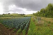 Agro-Forestry