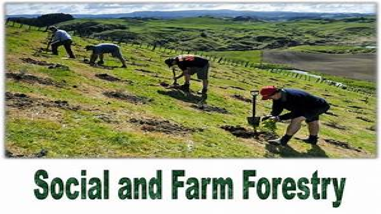 Agroforestry and Social Forestry GKToday