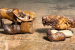 Anchitheriomys buceei – Ancient Beaver Species