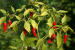 Mizoram to export Bird’s eye chilli to the US