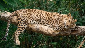 International Big Cat Alliance क्या है?