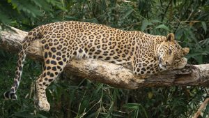 What is International Big Cat Alliance?