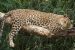 What is International Big Cat Alliance?