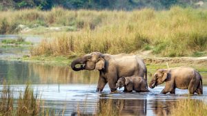 Where is Chitwan National Park?