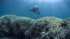 Coral Reefs, Coral Bleaching