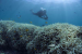 Coral Reefs, Coral Bleaching