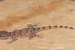 Cyrtopodion Vindhya