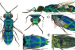 Trichrysis poseidonia