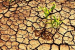 Dry Farming And Issues Surrounding Dry Farming