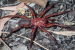 Euoplos dignitas: A New Species of Trapdoor Spider from Queensland