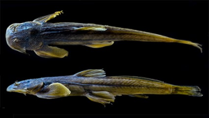 Exostoma Dhritiae – New Species of Catfish from Arunachal Pradesh