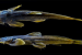 Exostoma Dhritiae – New Species of Catfish from Arunachal Pradesh