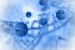 What is Influenza Sub-type H3N2?