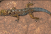 Ganeshaiah’s Dwarf Gecko
