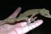 What is Phyllurus fimbriatus?