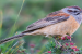 Godlewski’s Bunting and the Species Boundary: Important Facts