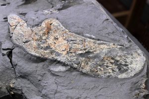 What was Hyneria udlezinye?