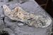 What was Hyneria udlezinye?