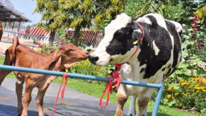 India’s First Cloned Desi Gir Female Calf