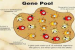 Major Gene Pool Centres