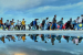 Migration