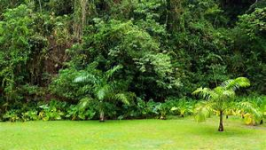 Natural Vegetation