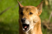 New Guinea Singing Dog