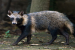 Raccoon Dog
