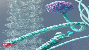 Fact Sheet: Rapunzel Bacteriophage