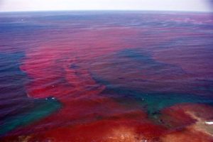रेड टाइड (Red Tide) क्या है?