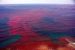 What is Red Tide?