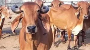 महाराष्ट्र गौ सेवा आयोग विधेयक : मुख्य बिंदु