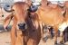 Maharashtra Cow Service Commission Bill