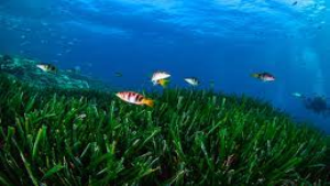 World Seagrass Day 2023